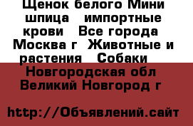 Щенок белого Мини шпица , импортные крови - Все города, Москва г. Животные и растения » Собаки   . Новгородская обл.,Великий Новгород г.